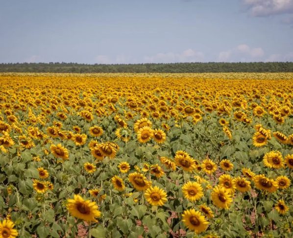 Plantação de girassol em MT